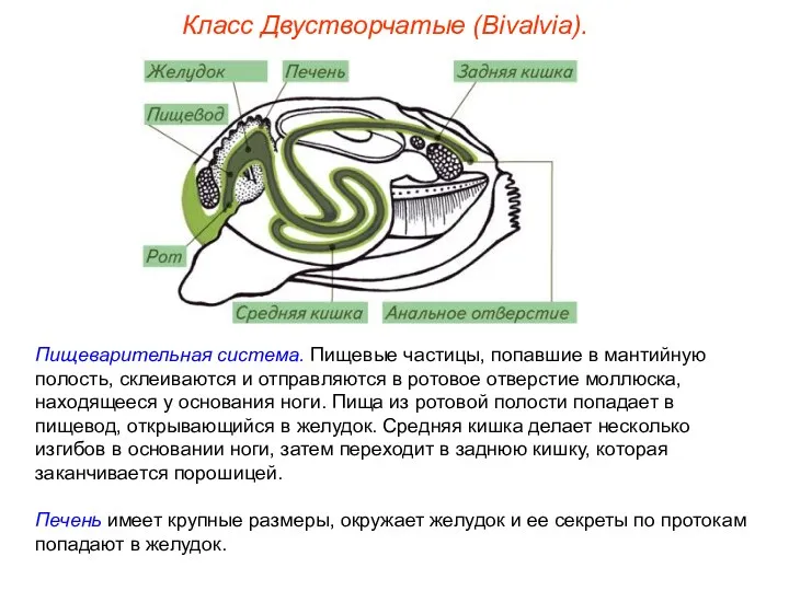 Класс Двустворчатые (Bivalvia). Пищеварительная система. Пищевые частицы, попавшие в мантийную