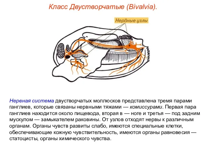 Класс Двустворчатые (Bivalvia). Нервная система двустворчатых моллюсков представлена тремя парами