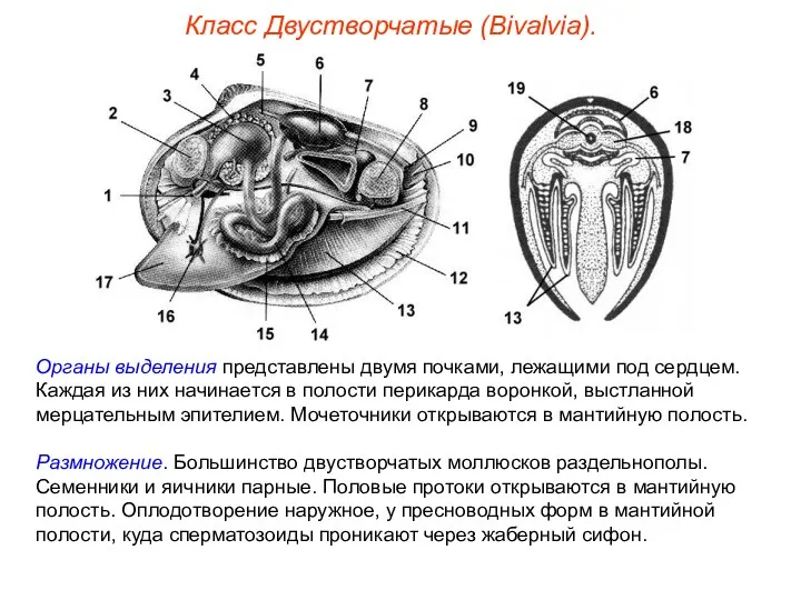 Класс Двустворчатые (Bivalvia). Органы выделения представлены двумя почками, лежащими под