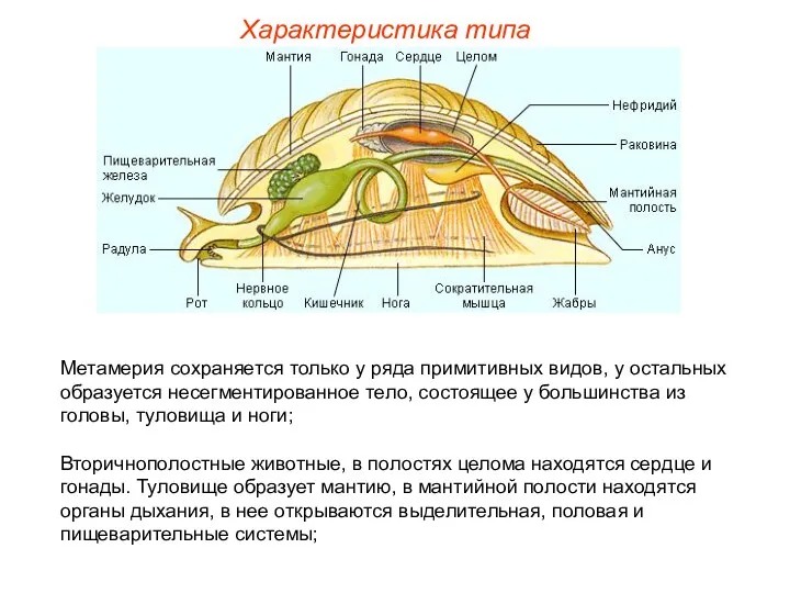 Характеристика типа Метамерия сохраняется только у ряда примитивных видов, у