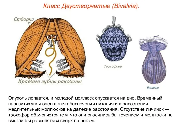 Класс Двустворчатые (Bivalvia). Опухоль лопается, и молодой моллюск опускается на