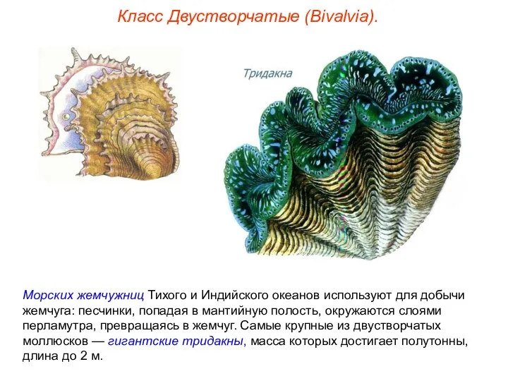 Класс Двустворчатые (Bivalvia). Морских жемчужниц Тихого и Индийского океанов используют