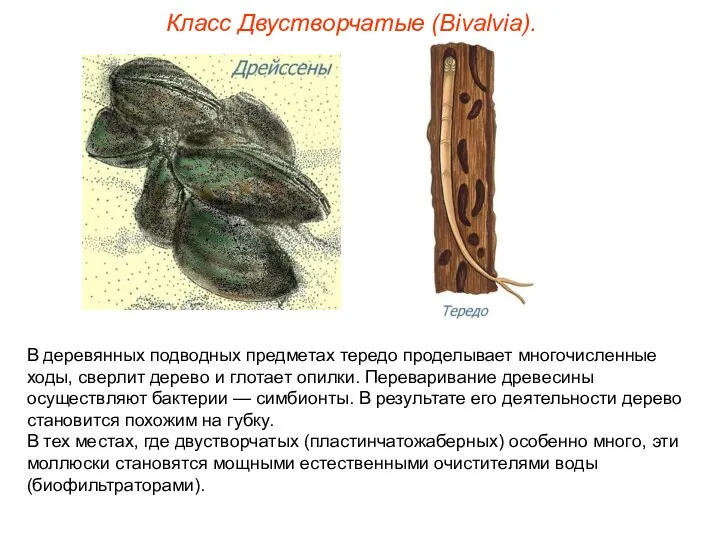 Класс Двустворчатые (Bivalvia). В деревянных подводных предметах тередо проделывает многочисленные