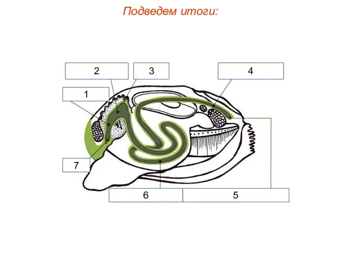 Подведем итоги: 1 2 3 4 5 6 7