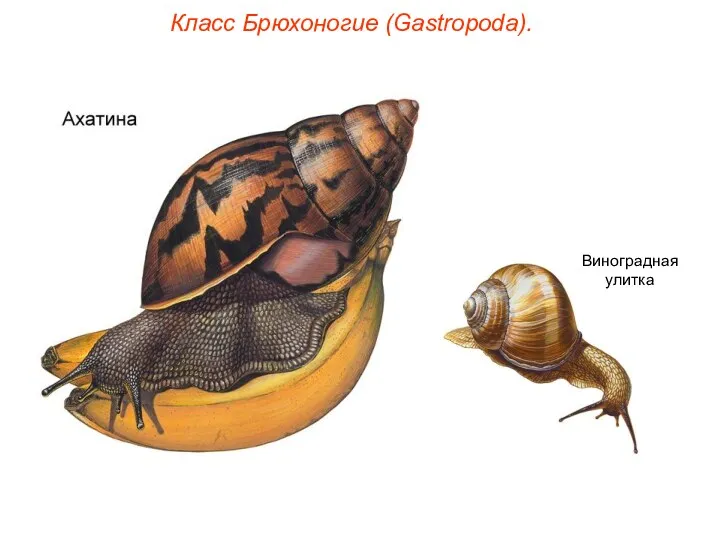 Класс Брюхоногие (Gastropoda). Виноградная улитка