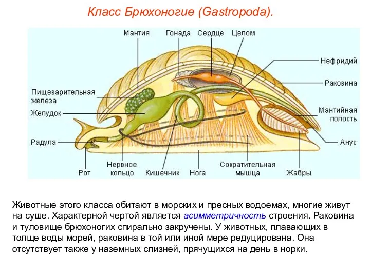 Класс Брюхоногие (Gastropoda). Животные этого класса обитают в морских и