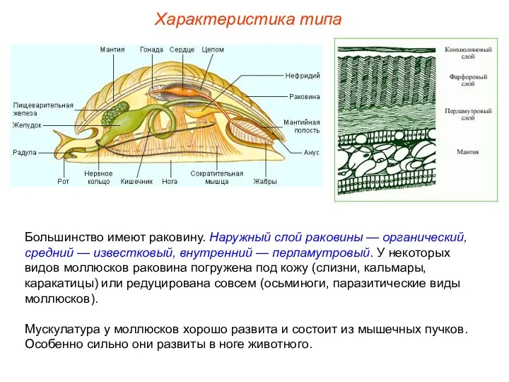 Характеристика типа Большинство имеют раковину. Наружный слой раковины — органический,