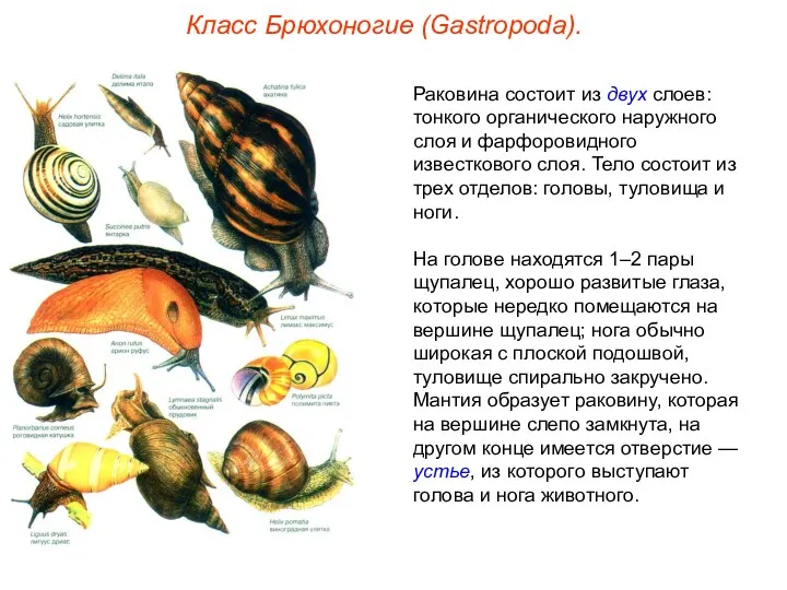 Класс Брюхоногие (Gastropoda). Раковина состоит из двух слоев: тонкого органического