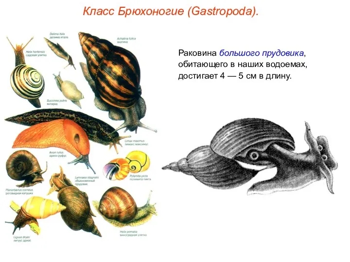 Класс Брюхоногие (Gastropoda). Раковина большого прудовика, обитающего в наших водоемах,