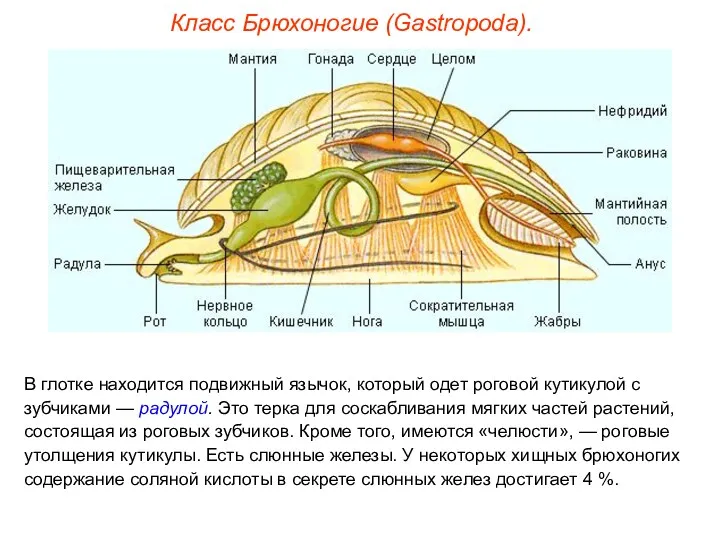 Класс Брюхоногие (Gastropoda). В глотке находится подвижный язычок, который одет