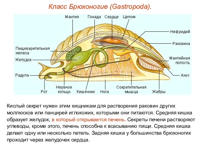 Класс Брюхоногие (Gastropoda). Кислый секрет нужен этим хищникам для растворения