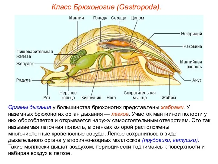 Класс Брюхоногие (Gastropoda). Органы дыхания у большинства брюхоногих представлены жабрами.