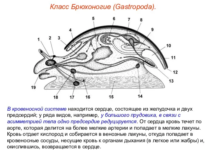 Класс Брюхоногие (Gastropoda). В кровеносной системе находится сердце, состоящее из