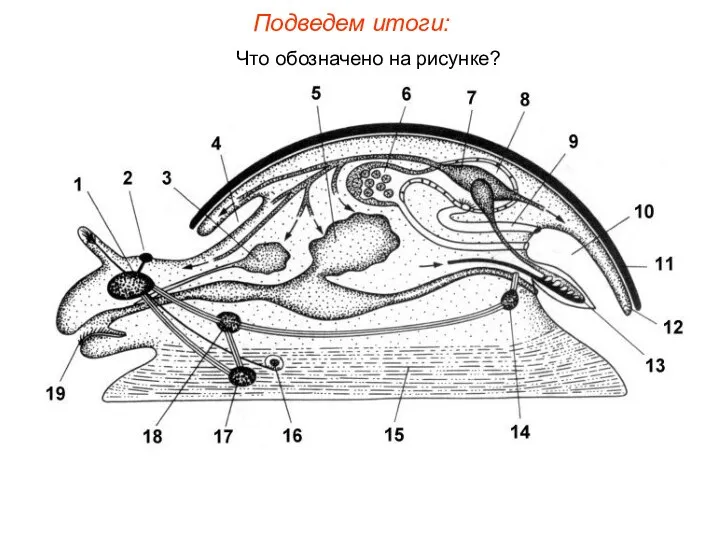 Подведем итоги: Что обозначено на рисунке?