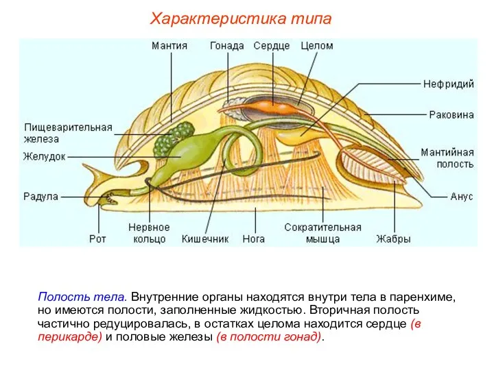 Характеристика типа Полость тела. Внутренние органы находятся внутри тела в