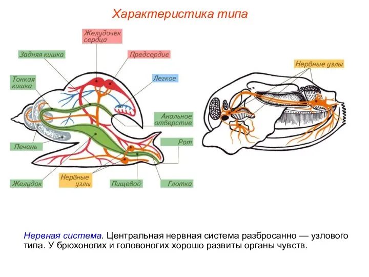 Характеристика типа Нервная система. Центральная нервная система разбросанно — узлового