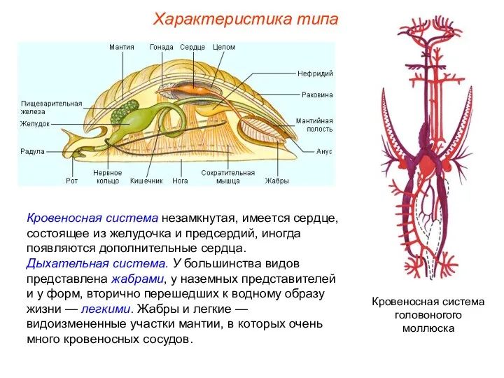 Характеристика типа Кровеносная система незамкнутая, имеется сердце, состоящее из желудочка