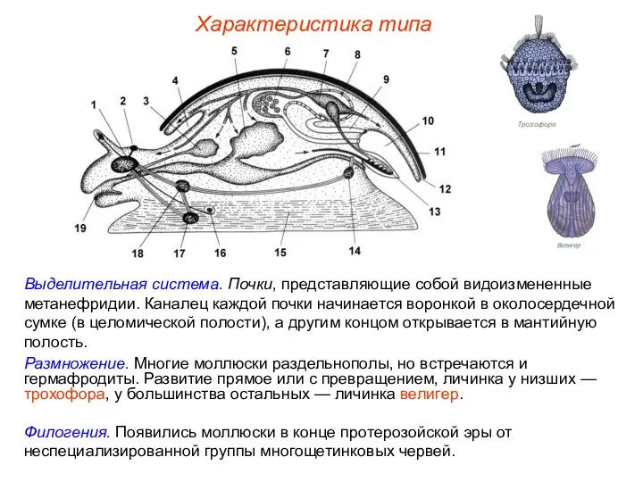 Характеристика типа Выделительная система. Почки, представляющие собой видоизмененные метанефридии. Каналец