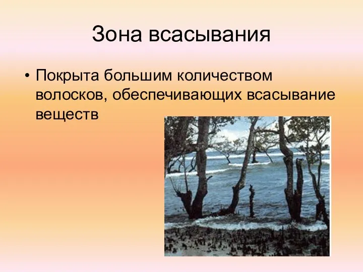 Зона всасывания Покрыта большим количеством волосков, обеспечивающих всасывание веществ