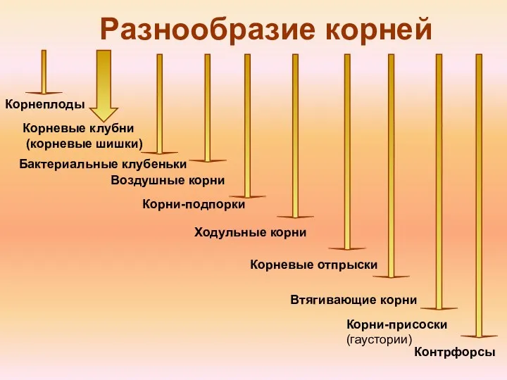 Разнообразие корней Корнеплоды Корневые клубни (корневые шишки) Бактериальные клубеньки Ходульные