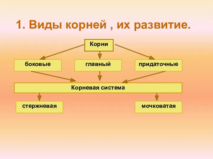 1. Виды корней , их развитие. Корни главный боковые придаточные Корневая система стержневая мочковатая