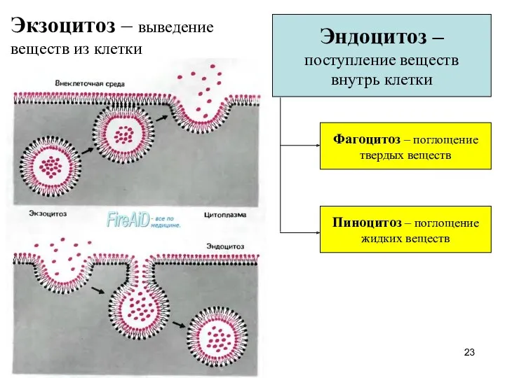 Экзоцитоз – выведение веществ из клетки Эндоцитоз – поступление веществ