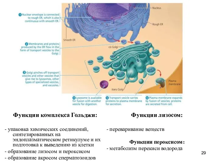 Функции комплекса Гольджи: - упаковка химических соединений, синтезированных на эндоплазматическом