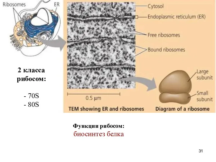 2 класса рибосом: - 70S - 80S Функции рибосом: биосинтез белка