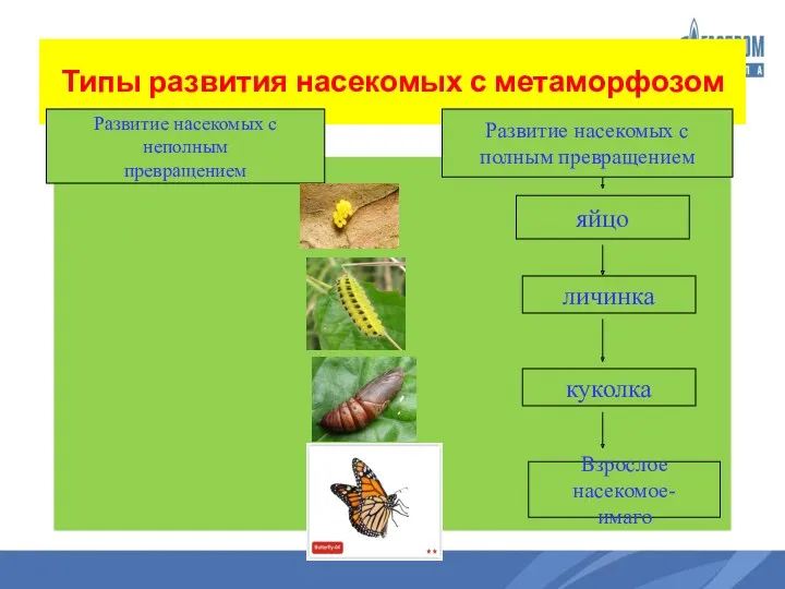 Типы развития насекомых с метаморфозом Развитие насекомых с неполным превращением