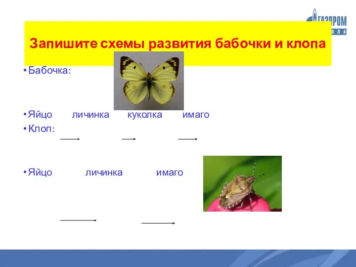 Запишите схемы развития бабочки и клопа Бабочка: Яйцо личинка куколка имаго Клоп: Яйцо личинка имаго