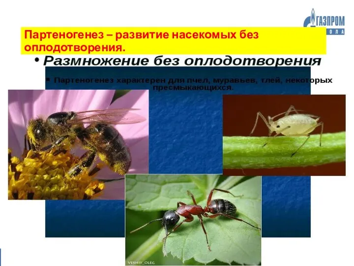 Примеры Партеногенез – развитие насекомых без оплодотворения.