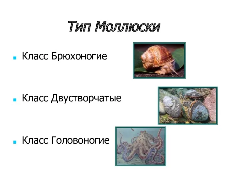 Тип Моллюски Класс Брюхоногие Класс Двустворчатые Класс Головоногие
