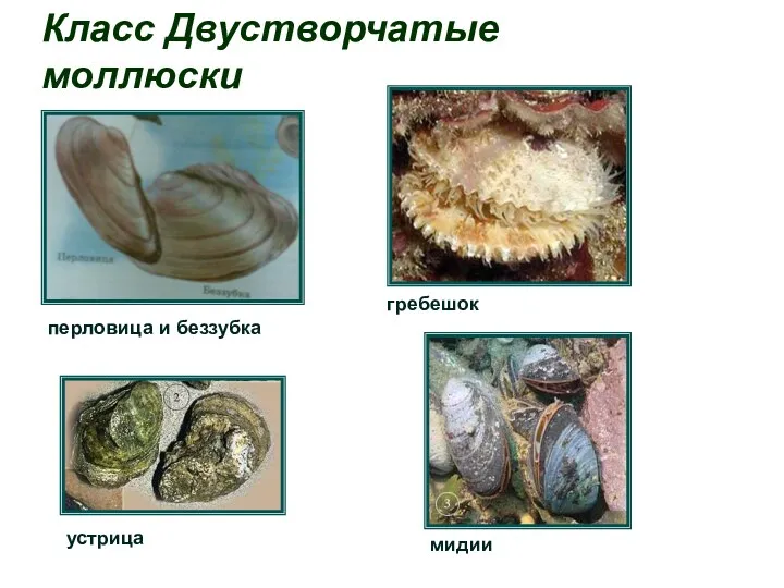 Класс Двустворчатые моллюски мидии перловица и беззубка гребешок устрица