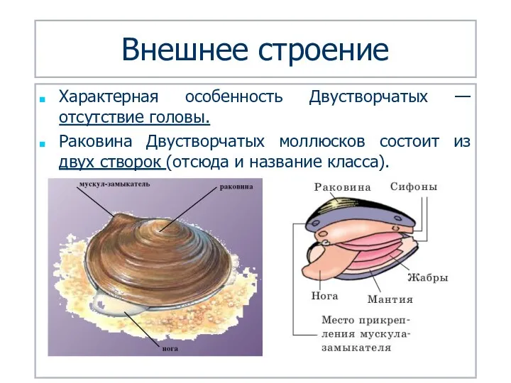 Внешнее строение Характерная особенность Двустворчатых — отсутствие головы. Раковина Двустворчатых