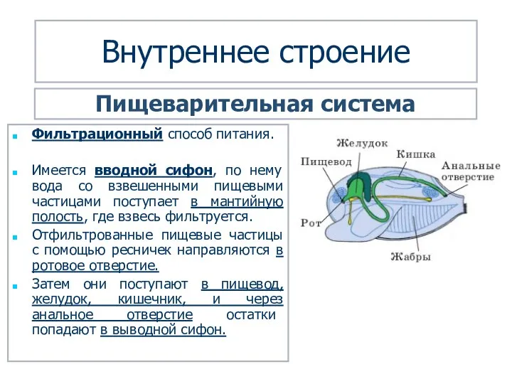 Внутреннее строение Фильтрационный способ питания. Имеется вводной сифон, по нему