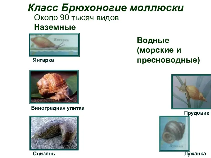 Класс Брюхоногие моллюски Около 90 тысяч видов Наземные Водные (морские