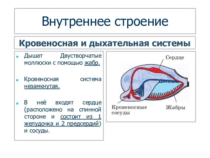 Внутреннее строение Дышат Двустворчатые моллюски с помощью жабр. Кровеносная система