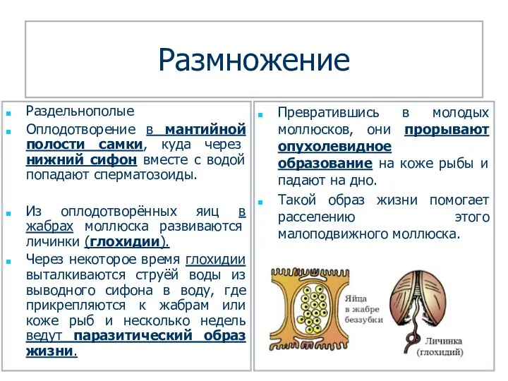 Размножение Раздельнополые Оплодотворение в мантийной полости самки, куда через нижний