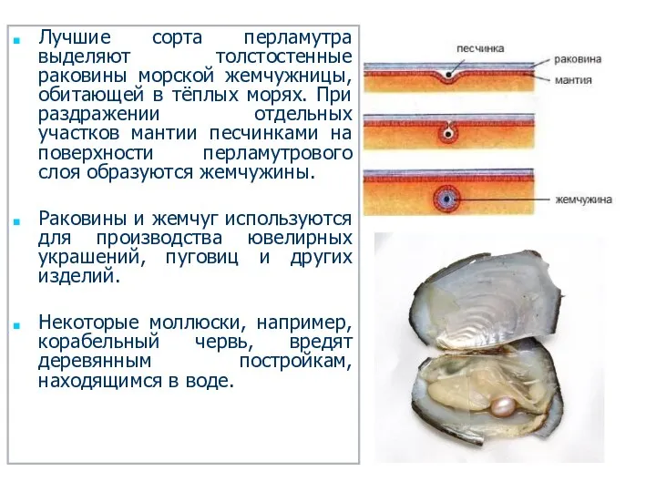 Лучшие сорта перламутра выделяют толстостенные раковины морской жемчужницы, обитающей в