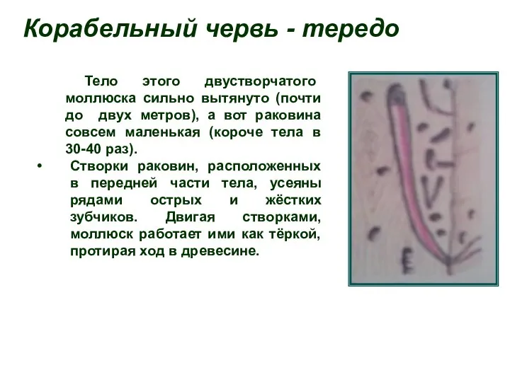 Створки раковин, расположенных в передней части тела, усеяны рядами острых