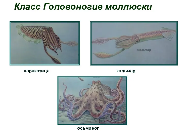Класс Головоногие моллюски кальмар каракатица осьминог