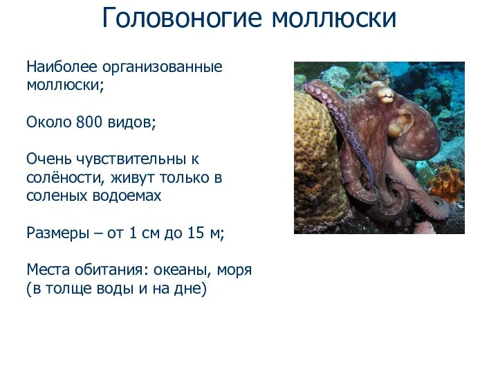 Головоногие моллюски Наиболее организованные моллюски; Около 800 видов; Очень чувствительны