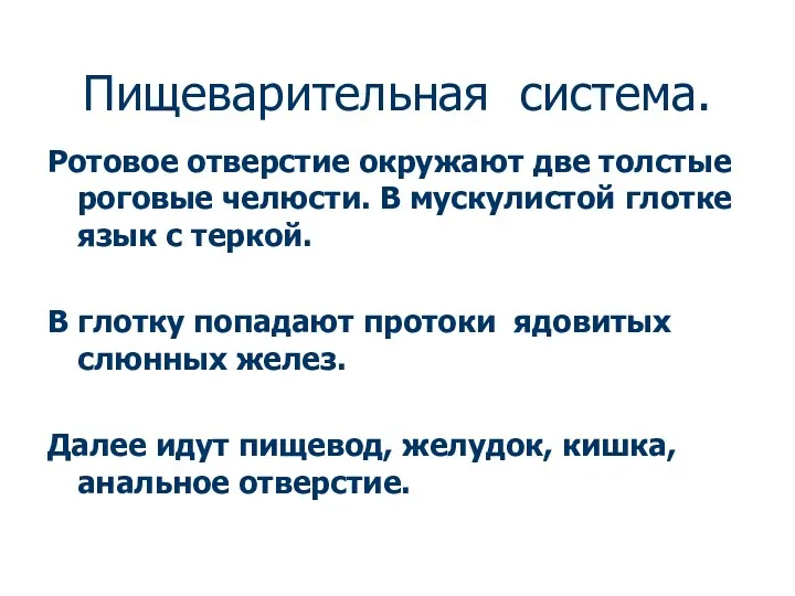 Пищеварительная система. Ротовое отверстие окружают две толстые роговые челюсти. В