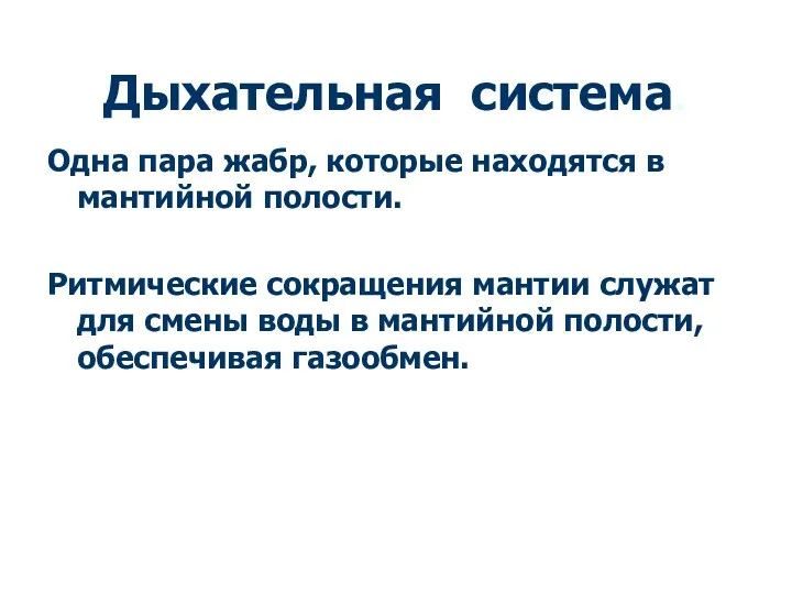 Дыхательная система. Одна пара жабр, которые находятся в мантийной полости.