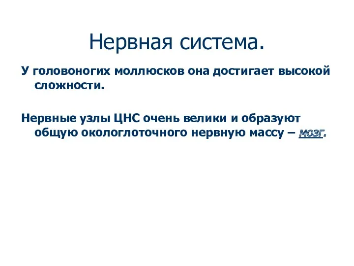 Нервная система. У головоногих моллюсков она достигает высокой сложности. Нервные