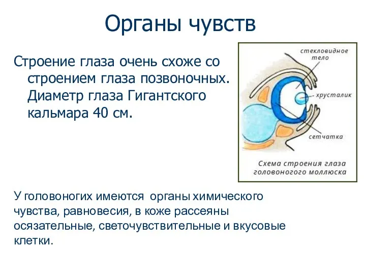 Органы чувств Строение глаза очень схоже со строением глаза позвоночных.