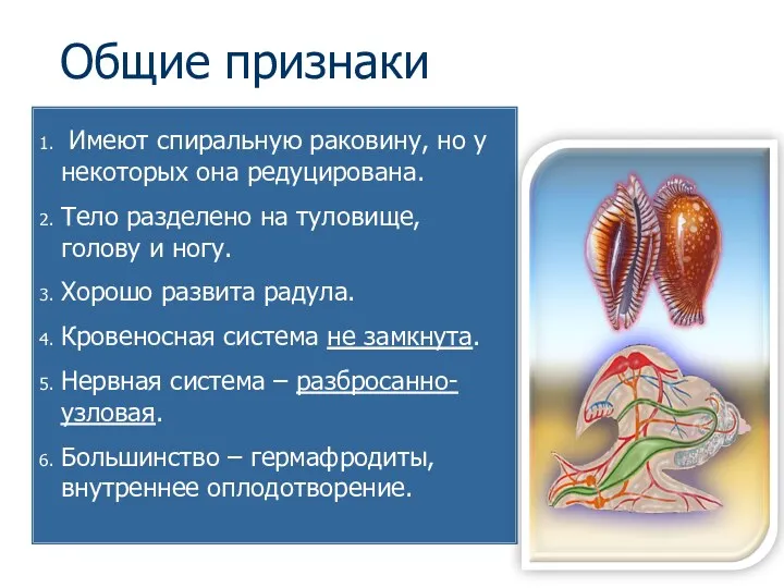 Общие признаки Имеют спиральную раковину, но у некоторых она редуцирована.