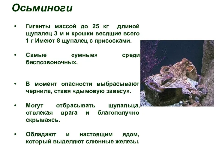 Осьминоги Гиганты массой до 25 кг длиной щупалец 3 м