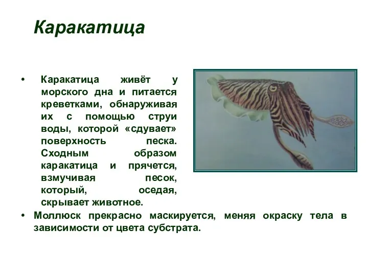 Каракатица Каракатица живёт у морского дна и питается креветками, обнаруживая