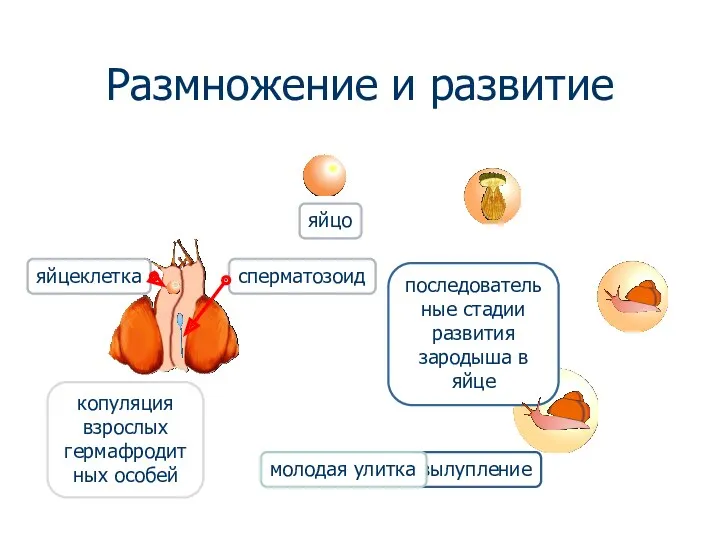 Размножение и развитие копуляция взрослых гермафродитных особей яйцо последовательные стадии